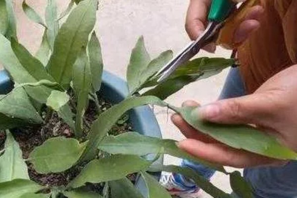 昙花的扦插方法，要挑选健壮且长势良好的枝条扦插