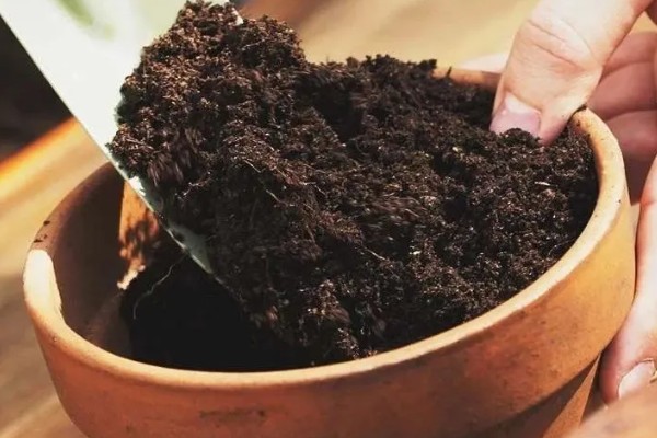 昙花的扦插方法，要挑选健壮且长势良好的枝条扦插