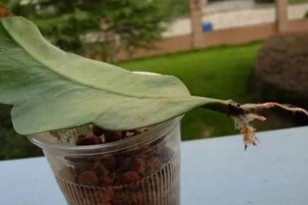 昙花的扦插方法，要挑选健壮且长势良好的枝条扦插