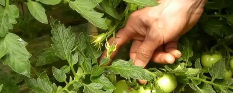西红柿要不要掐尖，掐尖可以避免植株徒长
