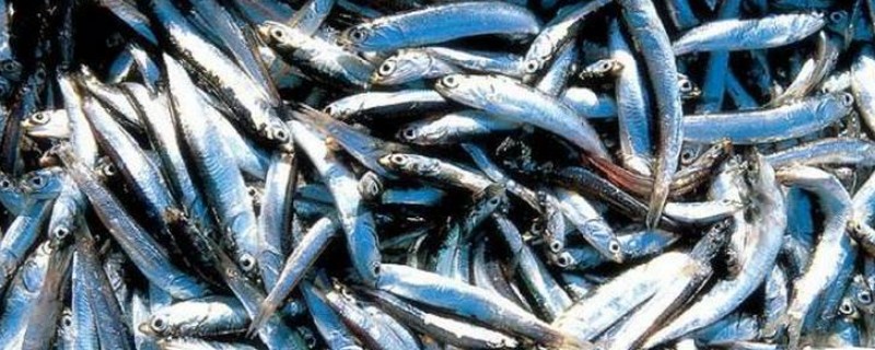 鳀鱼在中国的名称，具有海蜒、离水烂等别名