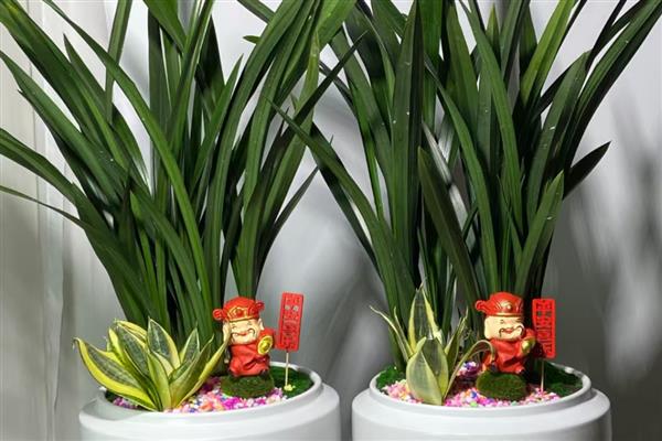 冬天怎样养墨兰,冬季环境温度以10-25℃为宜