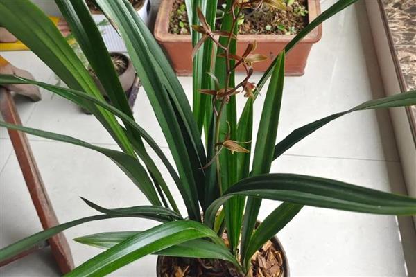 冬天怎样养墨兰,冬季环境温度以10-25℃为宜