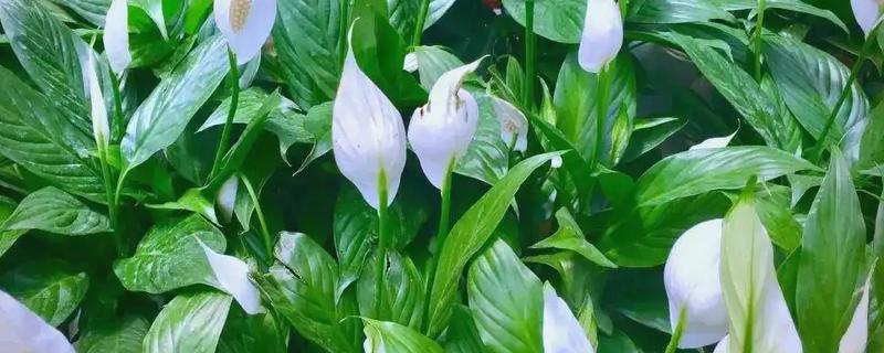 白鹤芋与白掌有什么区别，属于同一种植物