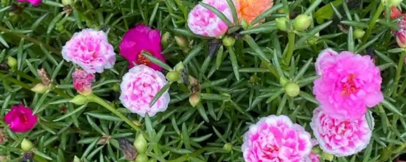 太阳花冬季如何养护，要为其降低浇水的频率