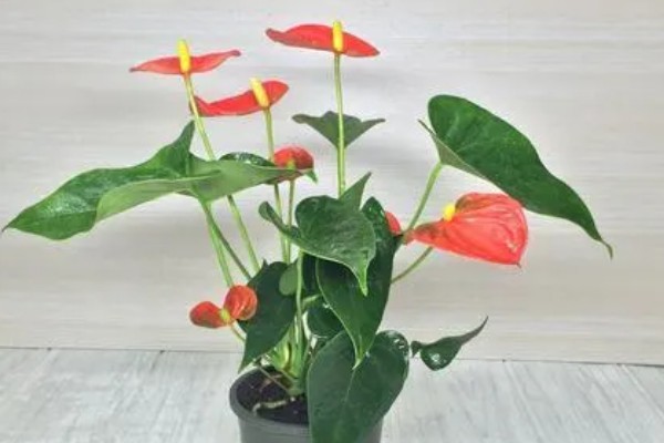 红掌可以吸收甲醛吗，对吸收甲醛具有良好效果
