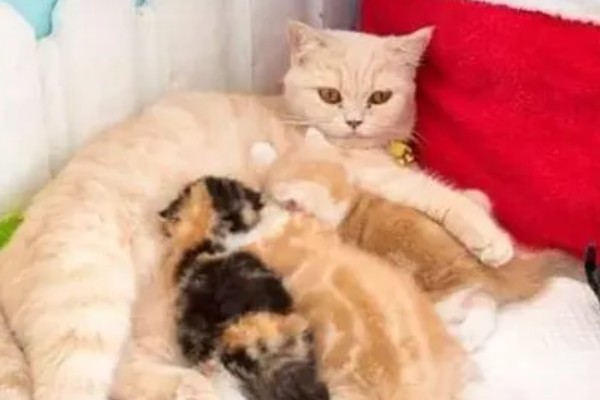 母猫产后为什么对着主人叫,可能是在求助或护崽