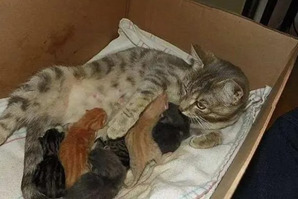 母猫产后为什么对着主人叫,可能是在求助或护崽