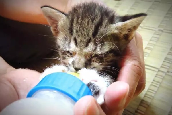 母猫产后为什么对着主人叫,可能是在求助或护崽