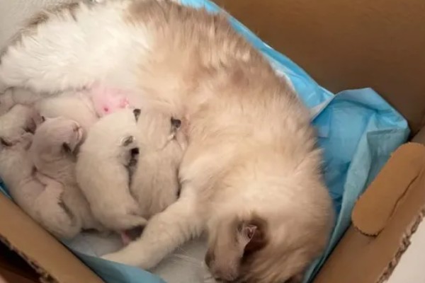 母猫产后为什么对着主人叫,可能是在求助或护崽