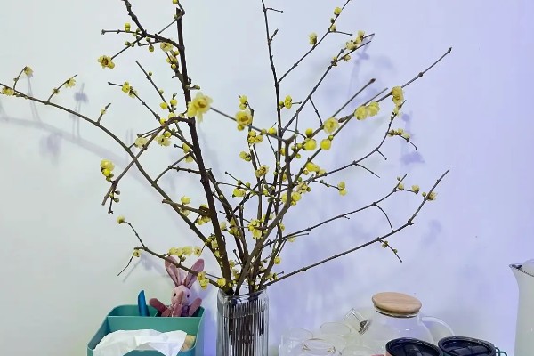 腊梅水养能养多久,正常情况下可养30天