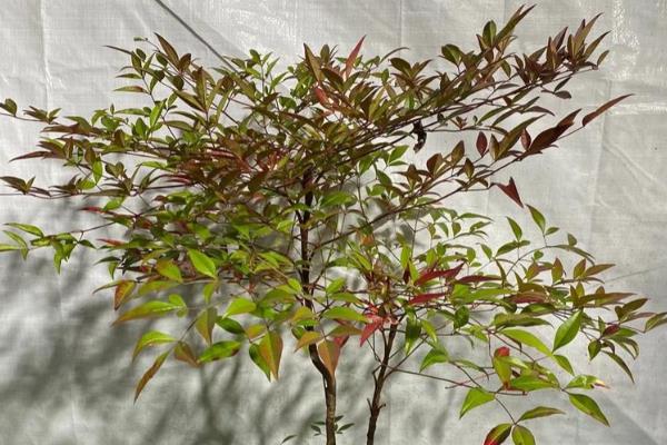 南天竹有没有毒，毒性强且全株有毒