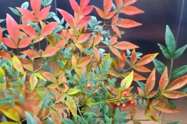 南天竹有没有毒，毒性强且全株有毒