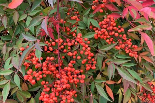 南天竹有没有毒，毒性强且全株有毒