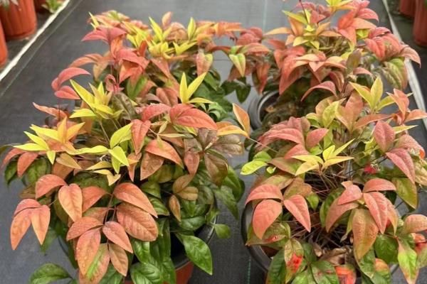 南天竹有没有毒，毒性强且全株有毒