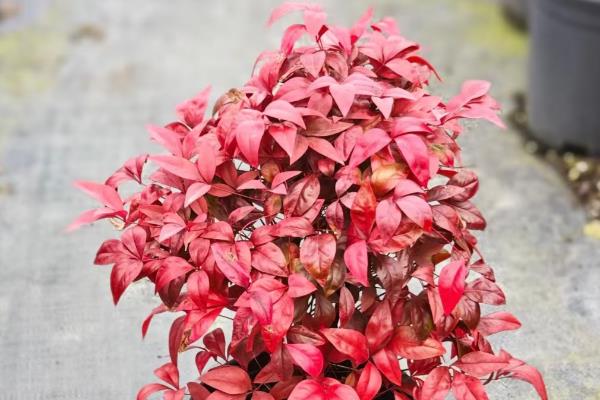 南天竹有没有毒，毒性强且全株有毒