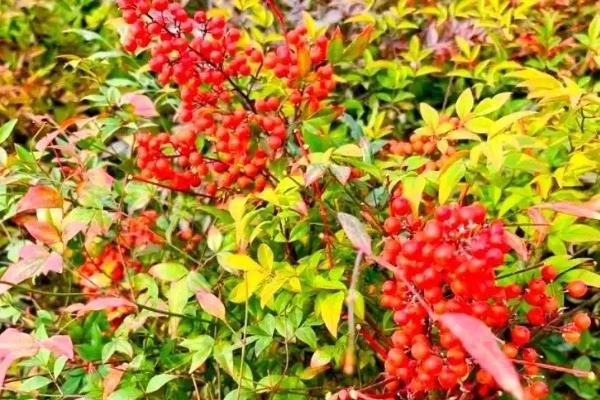 南天竹有没有毒，毒性强且全株有毒