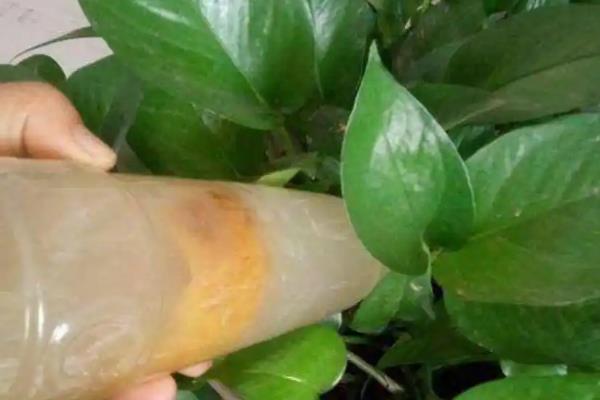 如何水浇绿萝，浇水原则是见干见湿