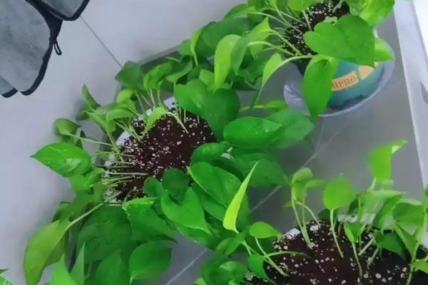 如何水浇绿萝，浇水原则是见干见湿