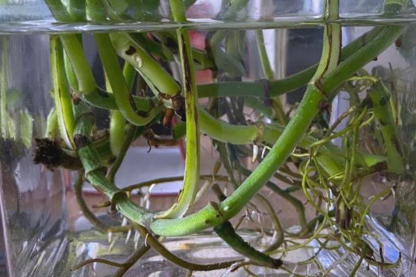 如何水浇绿萝，浇水原则是见干见湿