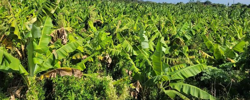 香蕉的施肥时间，集中在生长中后期与花芽分化期施肥