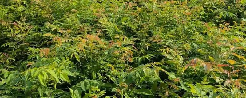 栾树如何进行田间管理，发芽后要经常抹芽