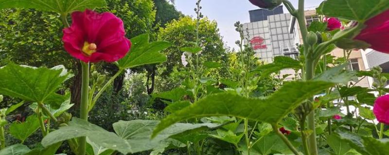 有什么花卉的名称不带花字，有月季、扶桑、满天星等