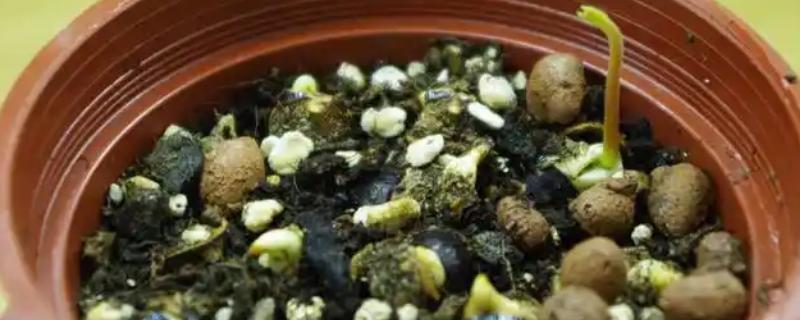 芒果的播种方法，种子的嫩芽要露在土壤外面