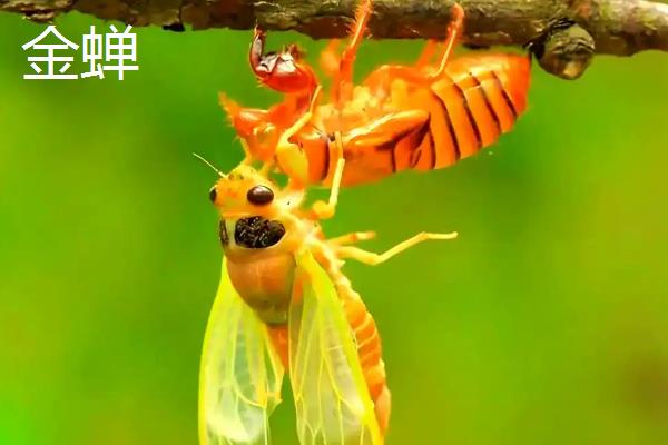 金蝉与竹蝉的区别，体长和翅膀均不同