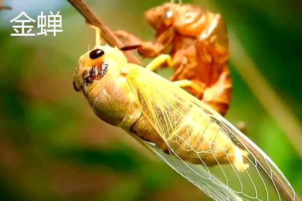 金蝉与竹蝉的区别，体长和翅膀均不同