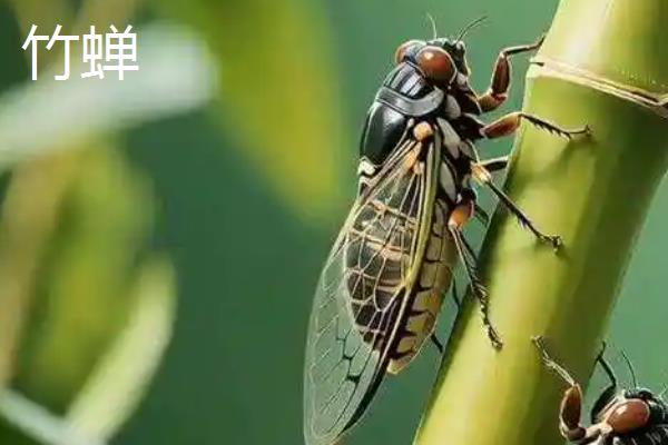 金蝉与竹蝉的区别，体长和翅膀均不同
