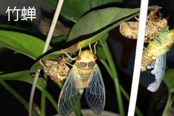 金蝉与竹蝉的区别，体长和翅膀均不同