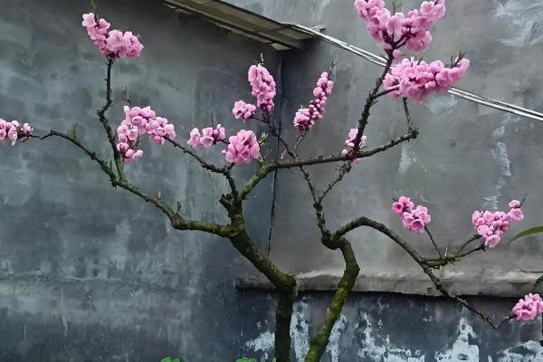 秋天怎么养桃花，要确保土壤处于微微湿润的状态
