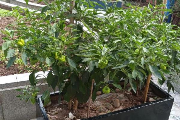 辣椒树蔫了怎样救活,可更换土壤并进行修剪