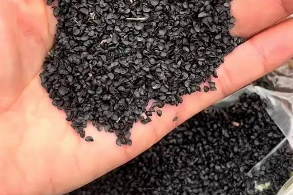 蒜苗反季节如何种植，每亩适宜用蒜种量为200kg左右