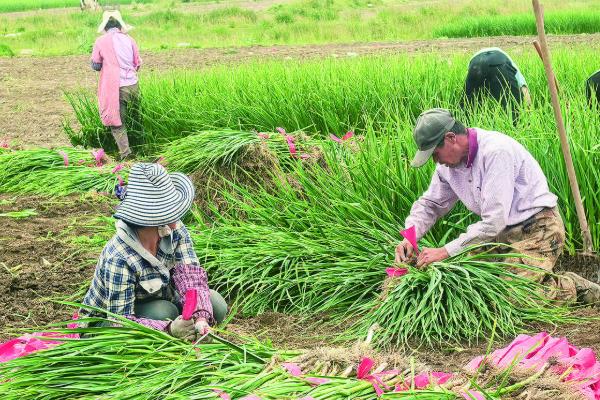 蒜苗反季节如何种植，每亩适宜用蒜种量为200kg左右