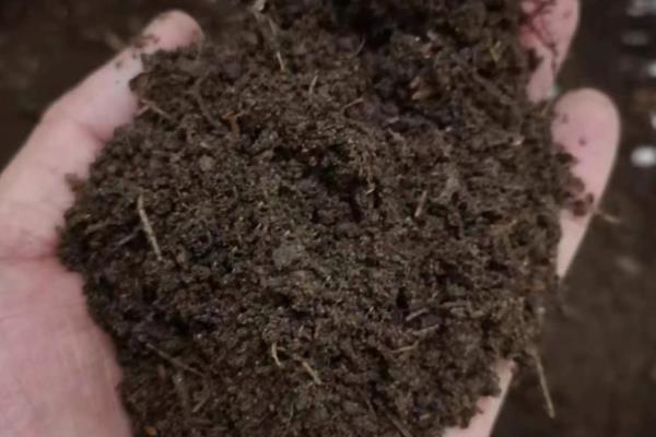 美人蕉的种植注意事项，种植前需要浸种催芽