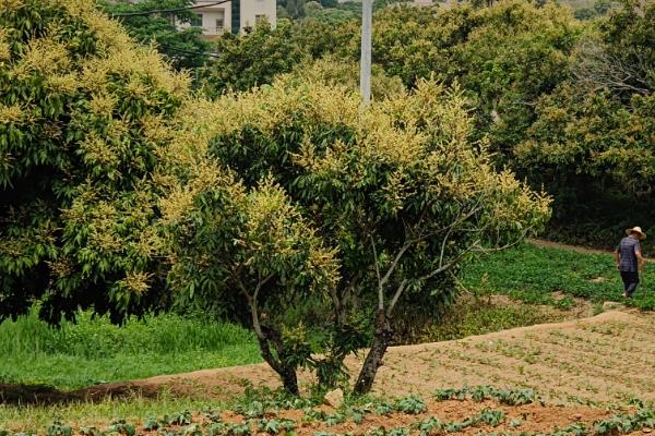龙眼的种植方法，让根部舒展后再填土