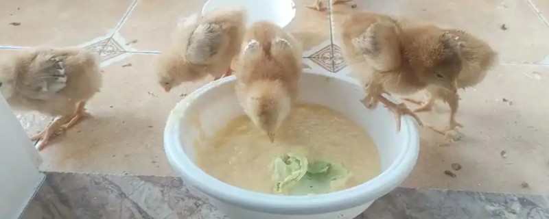 雏鸡的饲喂次数，每天饲喂3次左右