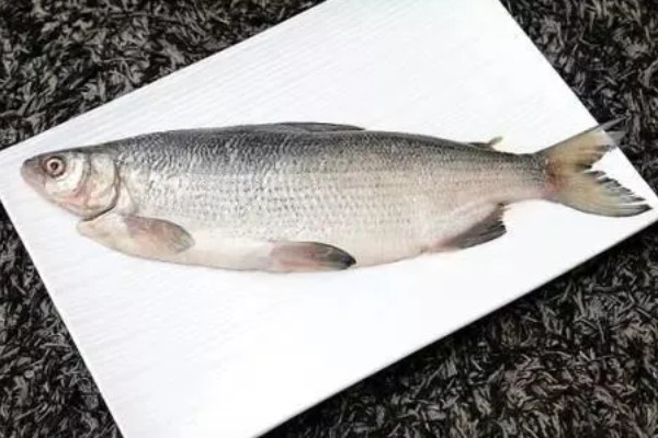 高白鲑品种有何特点，属冷水性鱼类