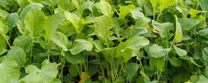 怎么种油菜，定植7天后追施速效氮肥