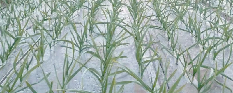 地膜大蒜田可以选用哪些除草剂，可选用绿麦隆、异丙隆等