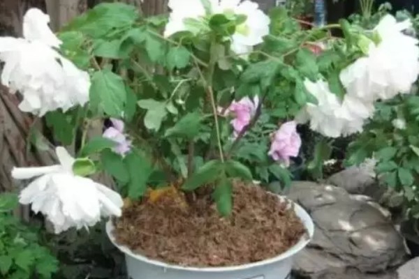 牡丹花什么时候栽种，适合在秋季9-10月进行栽种