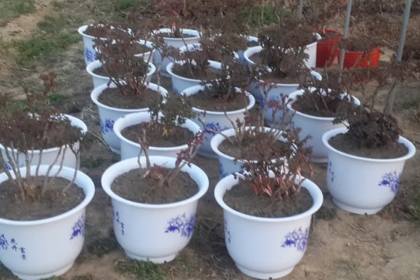 牡丹花什么时候栽种，适合在秋季9-10月进行栽种
