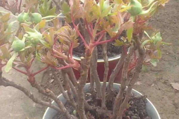 牡丹花什么时候栽种，适合在秋季9-10月进行栽种