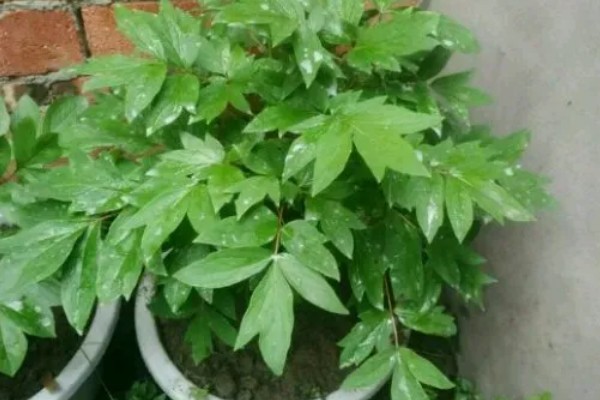 牡丹花什么时候栽种，适合在秋季9-10月进行栽种