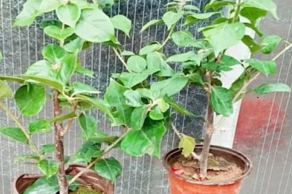 三角梅不开花的原因与处理方法，可能是缺乏修剪