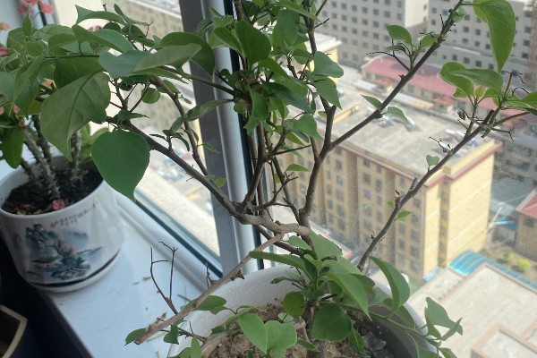 三角梅不开花的原因与处理方法，可能是缺乏修剪