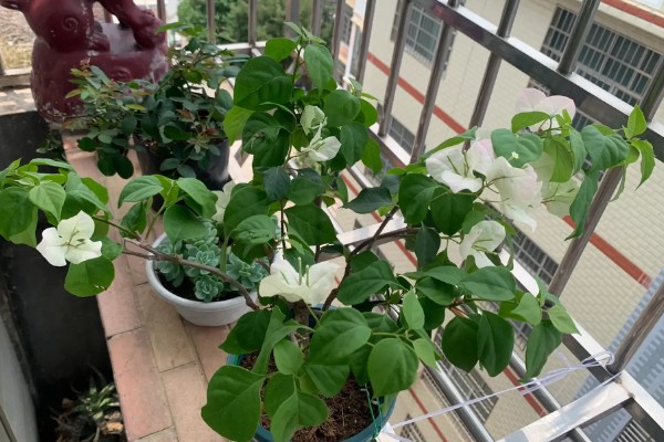 三角梅不开花的原因与处理方法，可能是缺乏修剪
