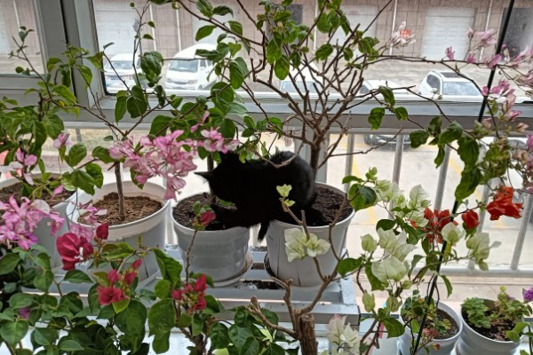 三角梅不开花的原因与处理方法，可能是缺乏修剪